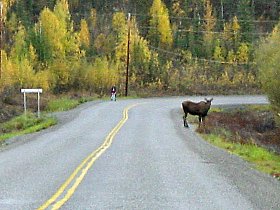 Elch auf dem Klondike Highway