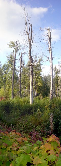 Bild [240 x 650 Pixel @ 56 KB]